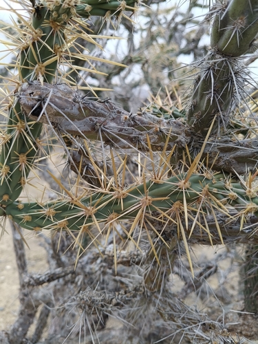 Cylindropuntia molesta, photograph 4