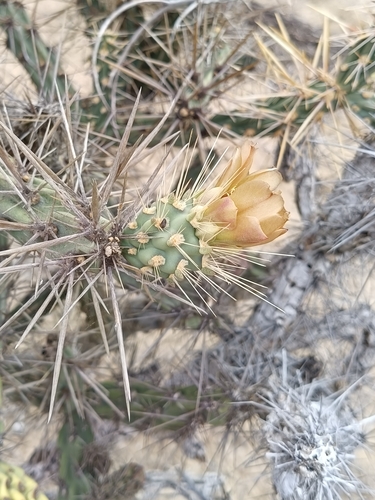 Cylindropuntia molesta, photograph 5