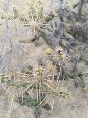 Cylindropuntia molesta, photograph (c) MarvalPhotography19, some rights reserved (CC BY)