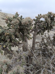 (c) MarvalPhotography19, some rights reserved (CC BY) Cylindropuntia cholla, photograph (c) MarvalPhotography19, some rights reserved (CC BY)