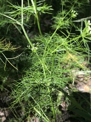 Bifora americana