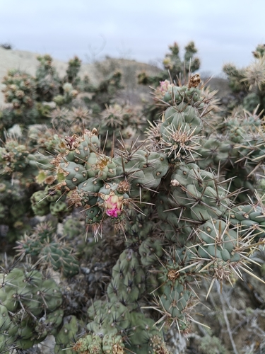 Cylindropuntia cholla, photograph 5