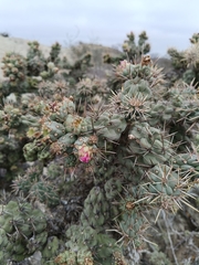 (c) MarvalPhotography19, some rights reserved (CC BY) Cylindropuntia cholla, photograph (c) MarvalPhotography19, some rights reserved (CC BY)