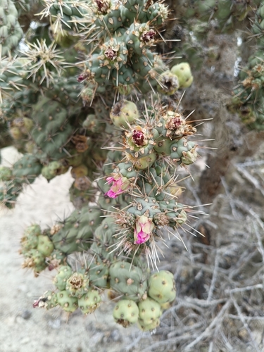 Cylindropuntia cholla, photograph 6