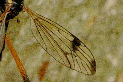 twin-mark comb-horn, photo 7 of 8