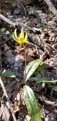 Erythronium umbilicatum