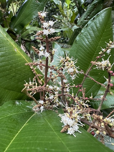 Miconia impetiolaris, photograph 2