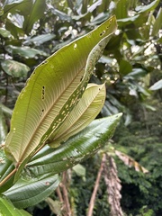 Miconia impetiolaris, photograph (c) Nicolás Baresch Uribe, some rights reserved (CC BY)
