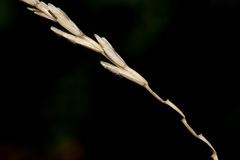 Thinopyrum intermedium barbulatum