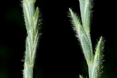 Thinopyrum intermedium barbulatum