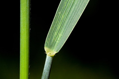 Thinopyrum intermedium barbulatum