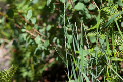 Thinopyrum intermedium barbulatum