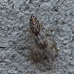 Pseudicius encarpatus