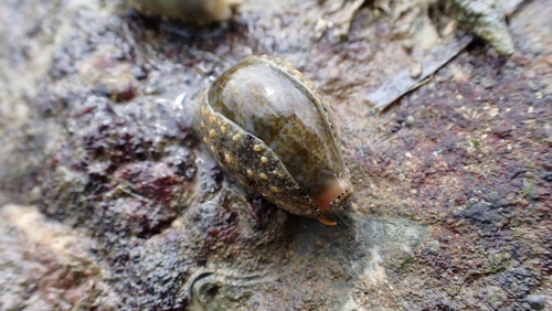 Cypraea ovum observed 2026-06-14