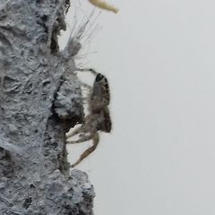 Pseudicius encarpatus