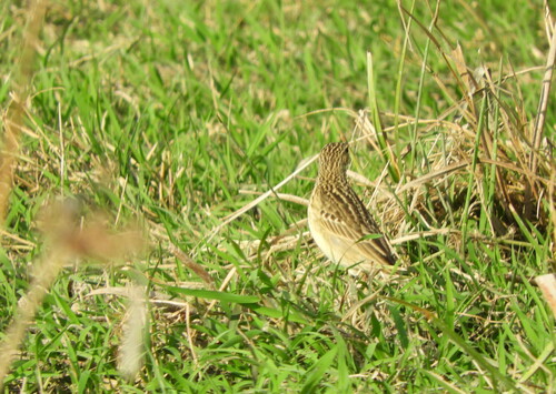 Short-billed Pipit (Anthus furcatus), photo 5