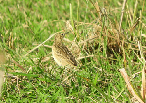 Short-billed Pipit (Anthus furcatus), photo 4