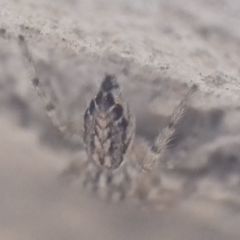 Pseudicius encarpatus