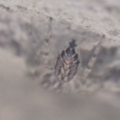 Pseudicius encarpatus