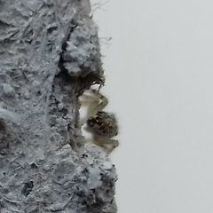 Pseudicius encarpatus