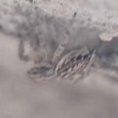 Pseudicius encarpatus