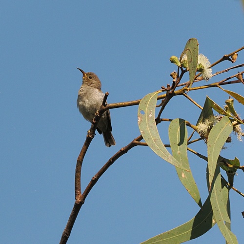 Red-headed Myzomela