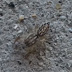 Pseudicius encarpatus