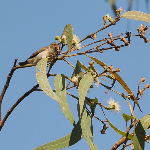 Red-headed Myzomela (Myzomela erythrocephala), photo 4