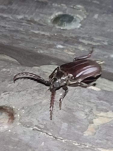 iNaturalist observation photo of California Root Borer
