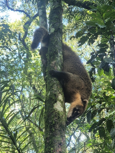 Mystery Animal