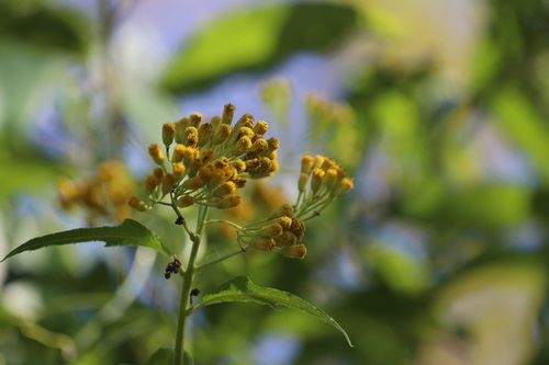 Neurolaena lobata, photograph 3