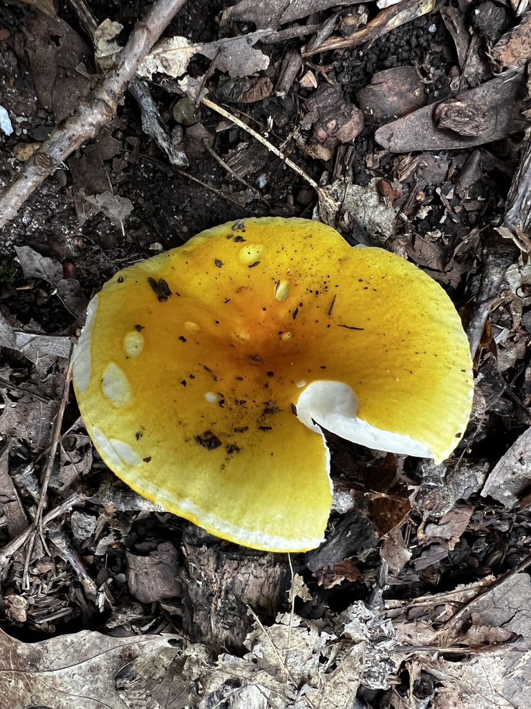 Russula flavida · July 2026 · photo: Photo: no rights reserved · iNaturalist