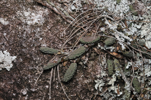 Dendrobium cucumerinum, photograph 3