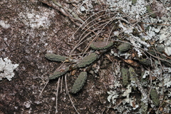 Dendrobium cucumerinum, photograph (c) Liam southwell, some rights reserved (CC BY)