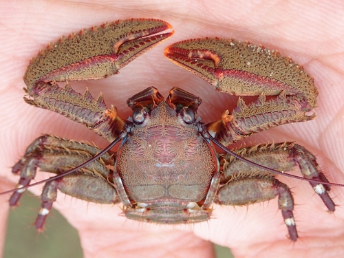 Petrolisthes coccineus observed 2026-07-30