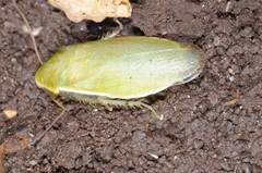 Panchlora thalassina
