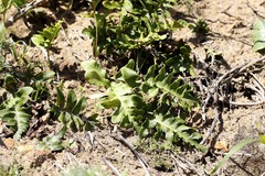 Polypodium scouleri