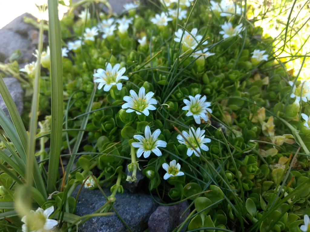 Cerastium humifusum