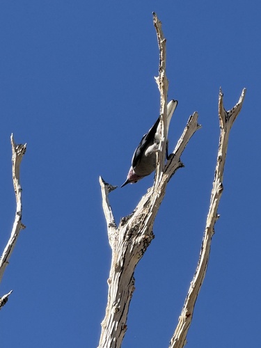 iNaturalist observation photo of Clark's Nutcracker