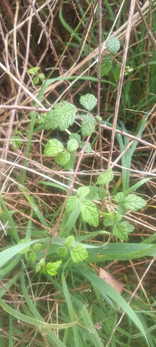 small-leaf bramble