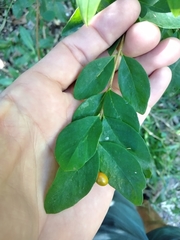 Wikstroemia indica