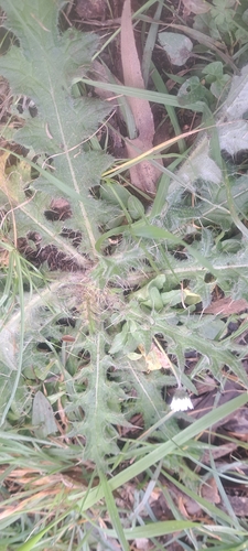 Bull Thistle