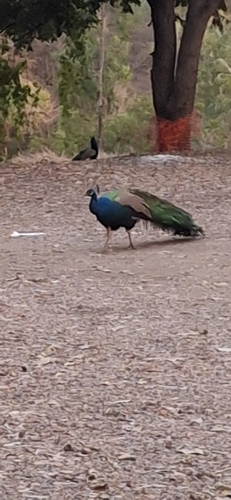 Indian Peafowl