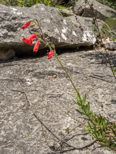 Penstemon baccharifolius, photograph 1