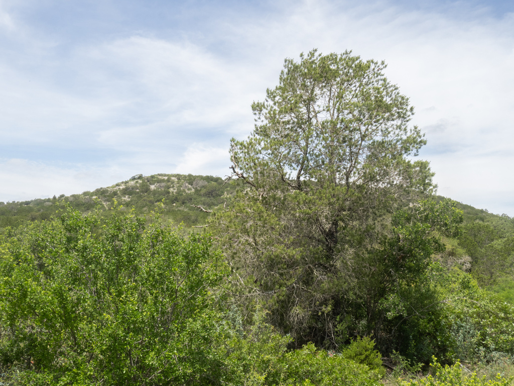 Pinus remota; photograph (c) Turner Brockman, some rights reserved (CC BY-SA)