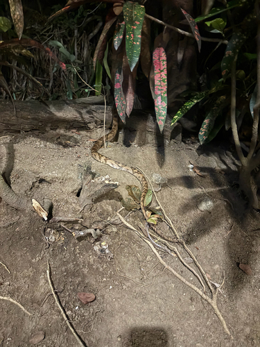 Central American Lyresnake