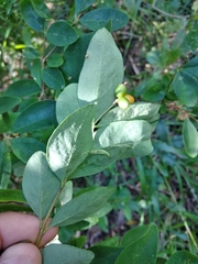 Wikstroemia indica