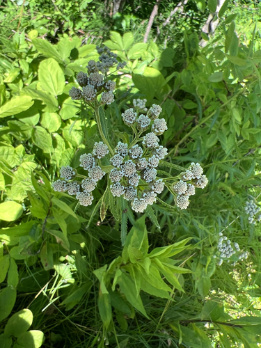 Siberian Yarrow
