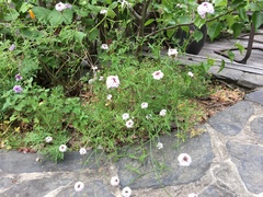 Glandularia lilacina