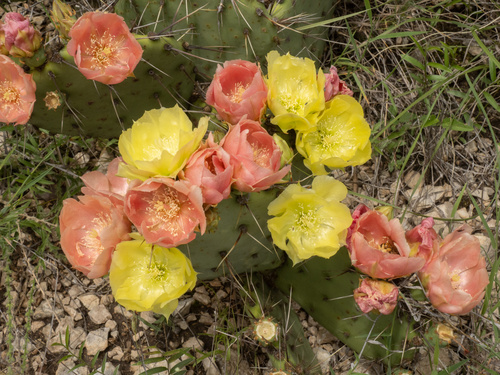 Opuntia atrispina, photograph 3